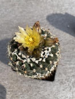 Turbinicarpus spec.